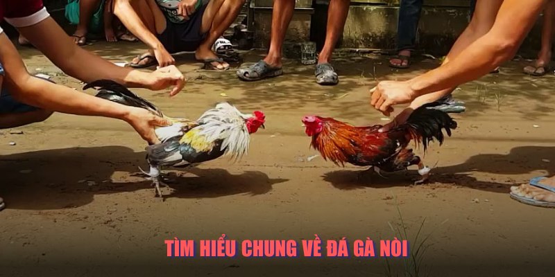 Những thông tin cơ bản về đá gà nòi
